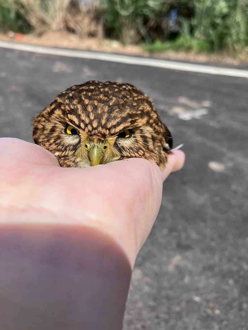 民眾擔心牠生病了，通報新北動保處。&nbsp;&nbsp;&nbsp;圖：新北市動保處／提供