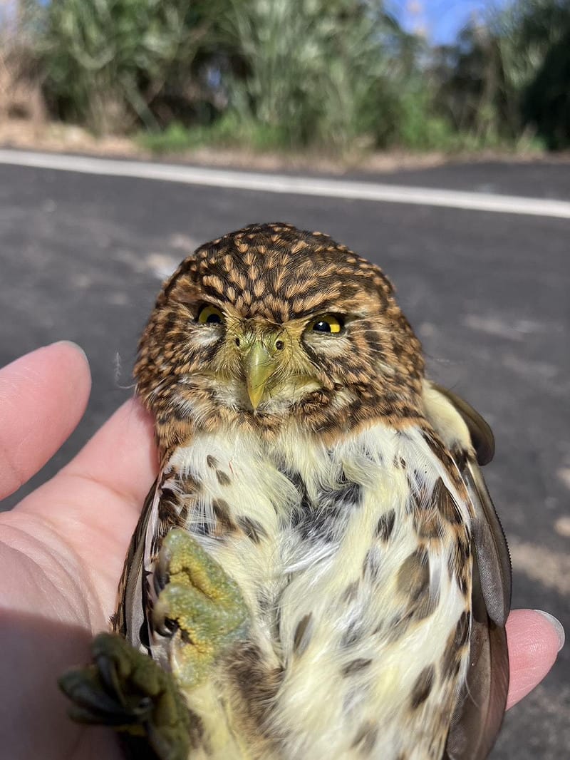 新北動保處指出，鵂鶹為保育類動物，民眾別因為好奇帶回家飼養，以免受罰。&nbsp;&nbsp;&nbsp;圖：新北市動保處／提供