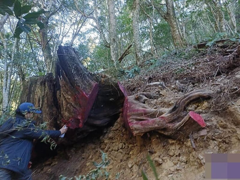 保七總隊第五大隊8日表示，年初接獲情資有不法人士由大雪山林道進入八仙山事業區第15林班地盜伐珍貴台灣扁柏，經調閱監視器影像及科技偵查，攔截圍捕吳姓犯嫌等3人，持續擴大偵辦中。（警方提供）中央社記者管瑞平傳真　115年4月8日&nbsp;&nbsp;&nbsp;