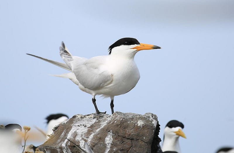 燕鷗屬國家公告第二級保育類野生動物(珍貴稀有物種)，圖中的黑嘴端鳳頭燕鷗又稱為「神話之鳥」，為澎湖地區稀有夏候烏，自 2006 年起每年有2隻混在鳳頭燕鷗群中繁殖，2016 年還出現了3對在雞善嶼繁殖。&nbsp;&nbsp;&nbsp;圖：翻攝自澎管處官網