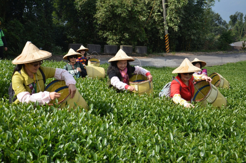 「茶」是嘉義縣山區最重要的資產與高經濟作物。   圖：嘉義縣政府／提供