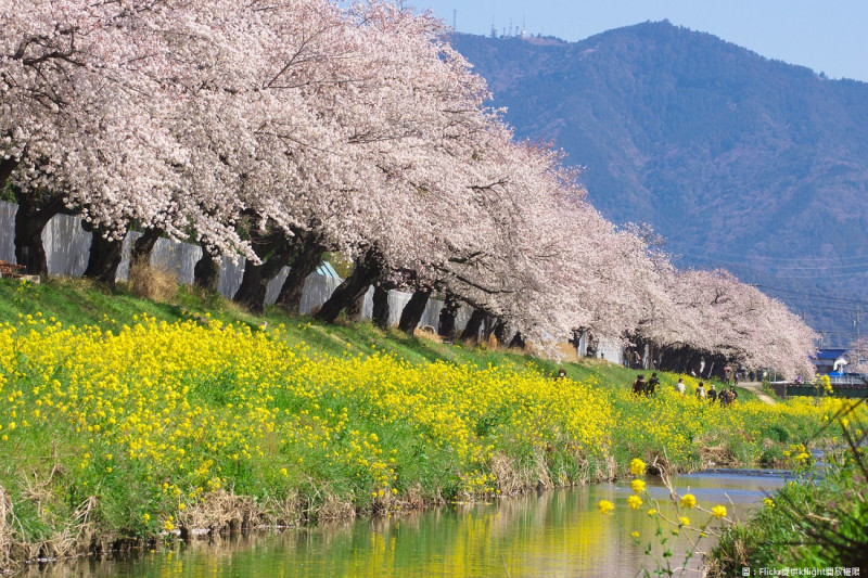 未來想看滿街櫻花不用跑日本！台中將成為綠色花園城市。圖為櫻花林示意圖。   圖：Flickr提供kflight開放權限