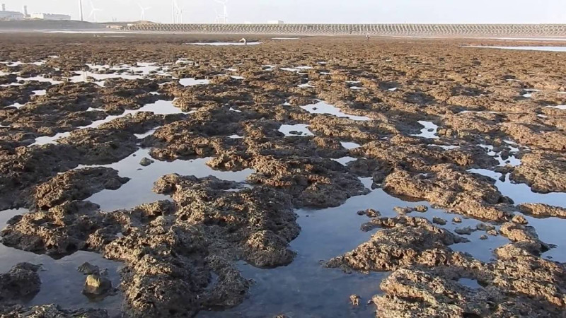 桃園大潭藻礁區，面臨經濟與環保間的取捨。   圖 : 翻攝自youtube
