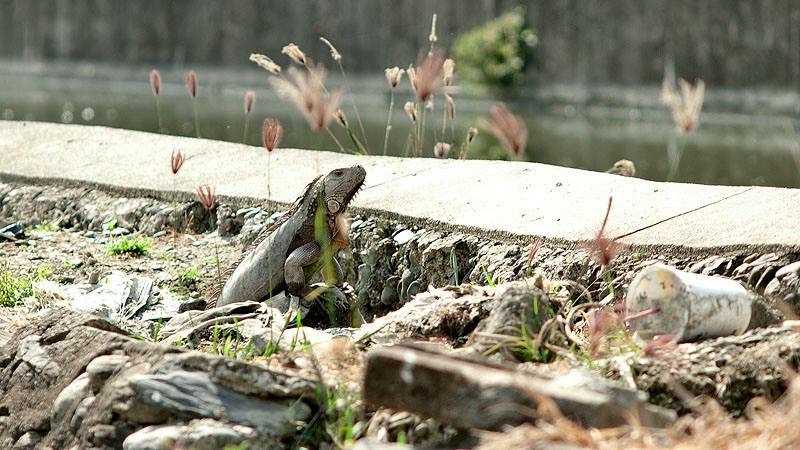近來屏東縣政府接獲民眾通報發現綠鬣蜥的情事日益增多。   圖：屏東縣政府/提供