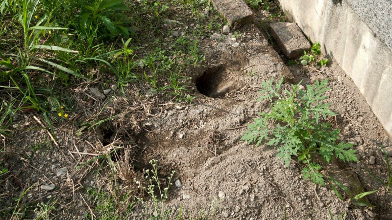 綠鬣蜥喜歡棲息水道、溝渠岸邊挖洞渡過低溫季節或產卵，造成堤岸及排水設施損壞。   圖：屏東縣政府/提供