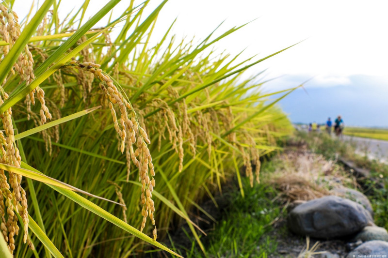 季節來到稻作盛收期，農糧署呼籲農友們別急著青割搶割！   圖：翻攝自Flickr／盧楚壹開放權限