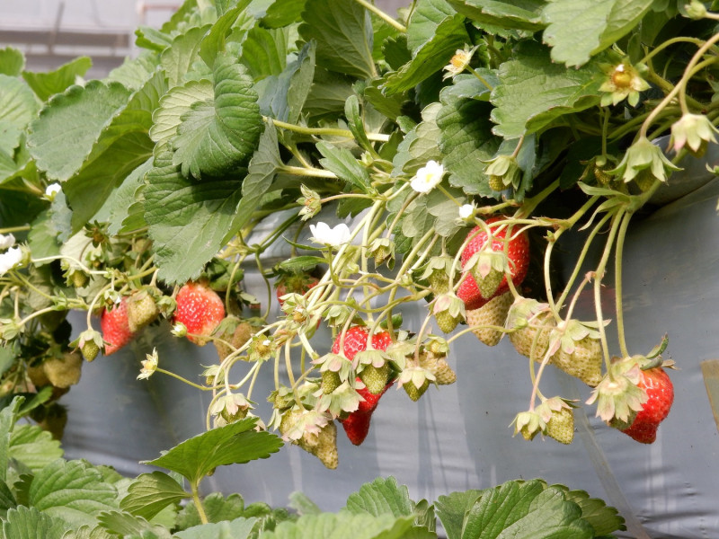 施用於草莓可促進開花結果數增加20%，甘藍增產15%，該菌具優異的溶磷活性並可促進作物生長發育，同時亦可提升蔬果和稻米產量與品質，是友善農耕的新利器，十分值得推廣使用。   圖：農委會提供