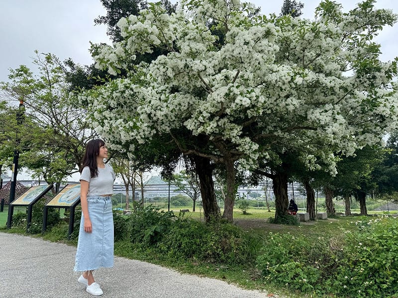 園區內的植株生長情形良好，整棵流蘇樹開滿花後就像是被一層白雪覆蓋，十分唯美。&nbsp;&nbsp;&nbsp;圖：高灘地工程管理處／提供