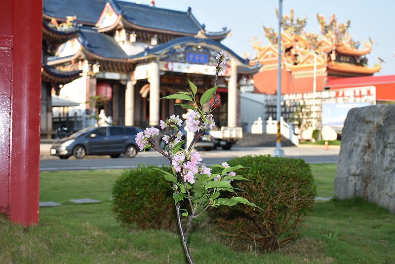 張吉雄友人苦心栽培的一株富士櫻在安倍紀念公園綻放。&nbsp;&nbsp;&nbsp;圖：孫家銘/攝