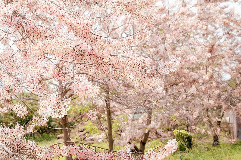 台南春夜漸暖，「2026螢光花泉季」迎來二部曲賞螢活動。楠西區梅嶺伍龍步道近期螢況漸入佳境，點點螢光於山林間閃爍，為夜色增添浪漫氛圍。&nbsp;&nbsp;&nbsp;圖：台南市政府提供