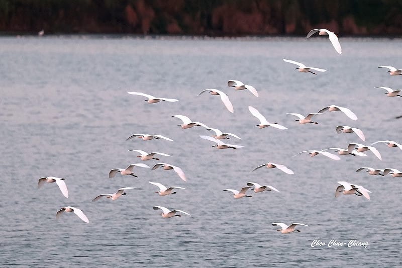 10隻唐白鷺混在小白鷺群中，要發現實在有難度。&nbsp;&nbsp;&nbsp;圖：陳俊強／提供