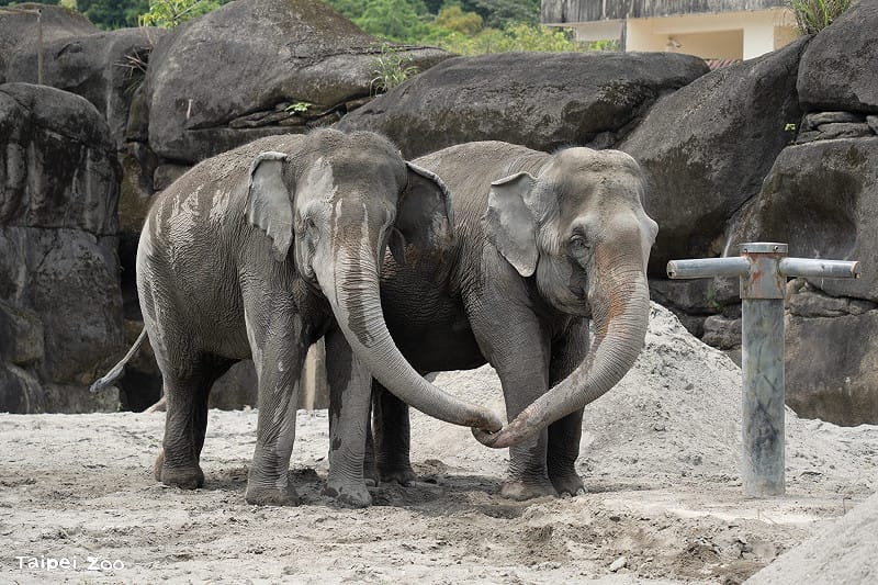 亞洲象「友信」、「友愷」四處探索新環境時不免緊張，但透過互相觸碰身體安慰對方。&nbsp;&nbsp;&nbsp;圖：台北市立動物園／提供