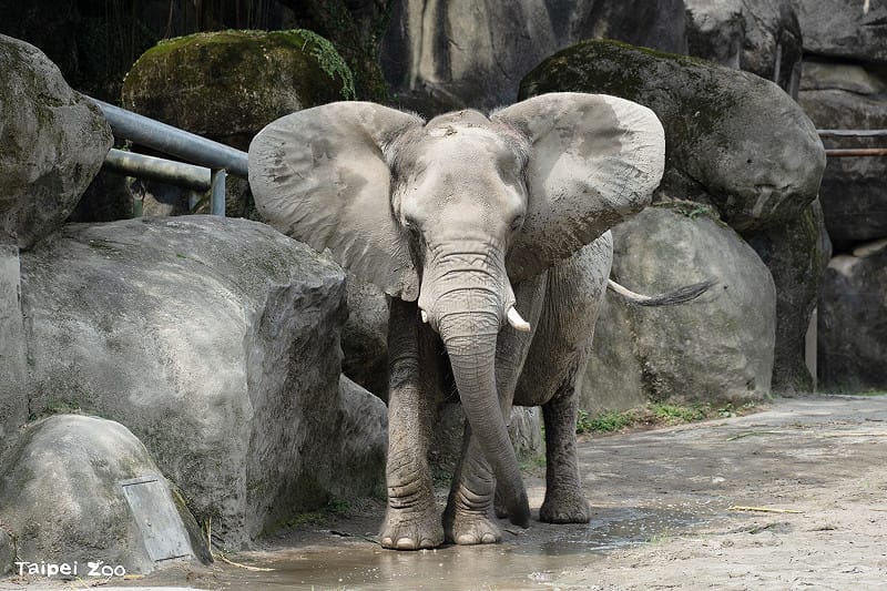 非洲象千惠察覺到亞洲象的靠近感到一絲不安，因此不斷快步走動來回觀察亞洲象，並不時發出轟隆隆低鳴像是在警告亞洲象不要來打擾自己。&nbsp;&nbsp;&nbsp;圖：台北市立動物園／提供