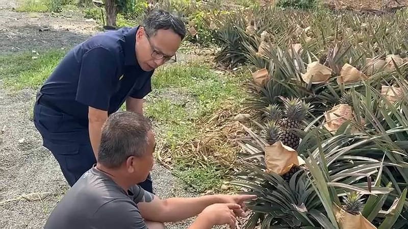 正值屏東鳳梨產季，鳳梨因採摘方便且多位於偏僻處，易遭宵小覬覦。屏東縣政府警察局里港分局長邱逸樵（後）前往高樹鄉許姓果農鳳梨園，關心防竊作為，並籲提高警覺。（屏東縣政府警察局里港分局提供）中央社記者黃郁菁傳真 115年4月25日&nbsp;&nbsp;&nbsp;