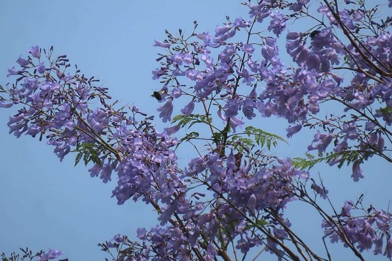 天母浪漫亭藍花楹蟲鳥訪花。&nbsp;&nbsp;&nbsp;圖：台北市工務局公園路燈工程管理處／提供