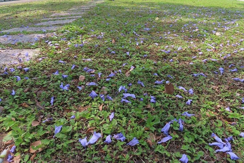 天母浪漫亭藍花楹落花繽紛。&nbsp;&nbsp;&nbsp;圖：台北市工務局公園路燈工程管理處／提供