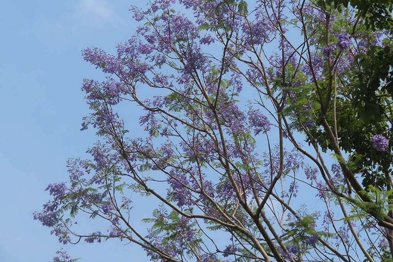 天母浪漫亭綠地藍花楹盛開。&nbsp;&nbsp;&nbsp;圖：台北市工務局公園路燈工程管理處／提供