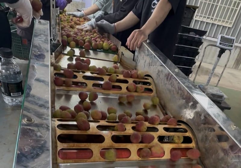 霸王級玉荷包從採後處理、科技選果到冷鏈保鮮全面升級。&nbsp;&nbsp;&nbsp;圖：老張果物/提供