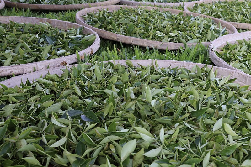 「茶之魔手」以友善耕作模式於東山區經營茶葉面積達15公頃。本年首批採收品種「四季春」茶菁達480公斤，並透過意精研有限公司獨創技術精製成紅茶，並包裝成限量「東山鴻運」紅茶禮盒，贈予市府交流推廣，共同展現台南農業實力。&nbsp;&nbsp;&nbsp;圖：台南市政府提供