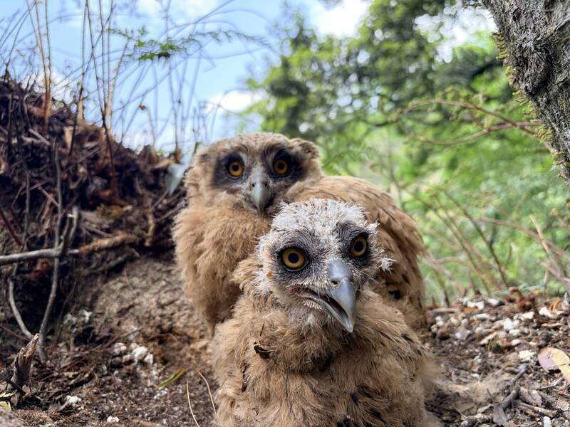 雪管處指出，此次黃魚鴞的巢位位於樹枝分岔處，宛如天然「空中育嬰室」。&nbsp;&nbsp;&nbsp;圖：取自雪霸國家公園管理處