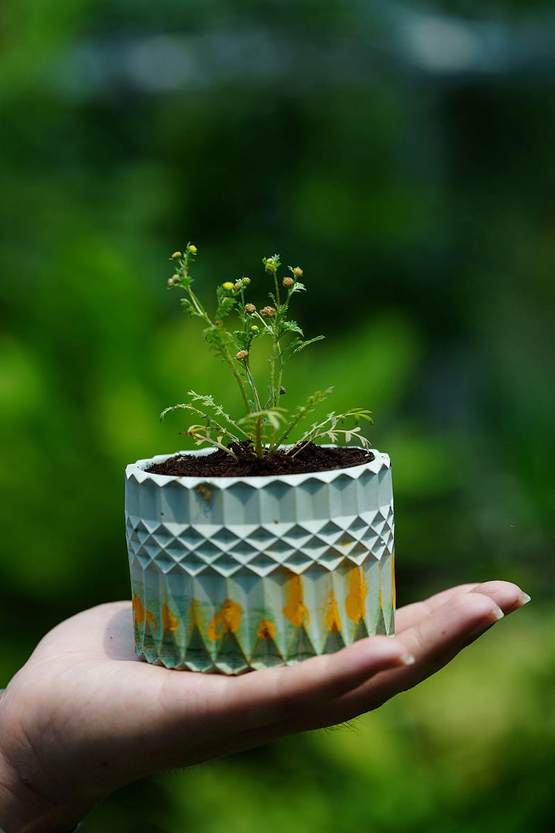 山芫荽療育模組生產技術，打造居家方舟、掌心花園&nbsp;&nbsp;&nbsp;圖：林試所／提供
