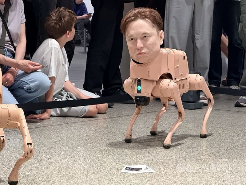 科技巨頭馬斯克旗下社群平台X近年遭德國政治與學術圈抵制，批評者認為，該平台經馬斯克收購，調整演算法後成為假訊息與激進言論擴散場域。圖為裝置作品「常規動物」中以馬斯克為造型的機器狗。中央社記者林尚縈柏林攝　115年5月5日&nbsp;&nbsp;&nbsp;圖：中央社提供