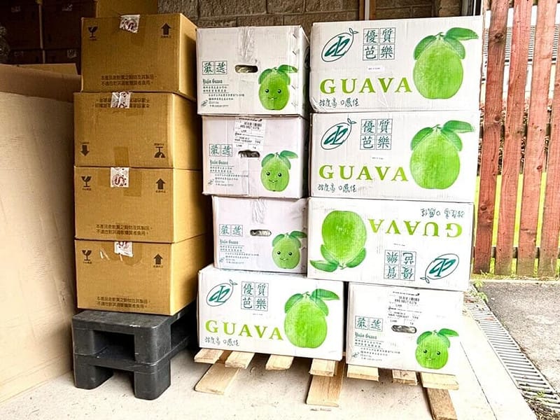 台灣芭樂首次經進口貿易和商業銷售管道入境英國，6日完成清關入庫，即將在英國消費市場試水溫、驗測進入在地零售通路的潛力。&nbsp;&nbsp;&nbsp;黃詩盈提供