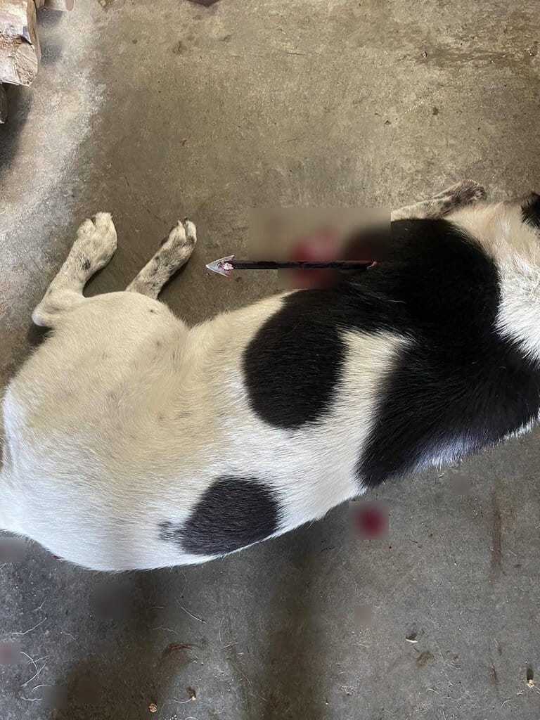 苗栗縣三義鄉鯉魚村7日發生浪犬遭弓箭射傷事件，受害犬隻胸口被1支弓箭射穿倒地，傷勢嚴重，送醫情況不樂觀。（民眾提供）中央社記者管瑞平傳真　115年5月7日&nbsp;&nbsp;&nbsp;