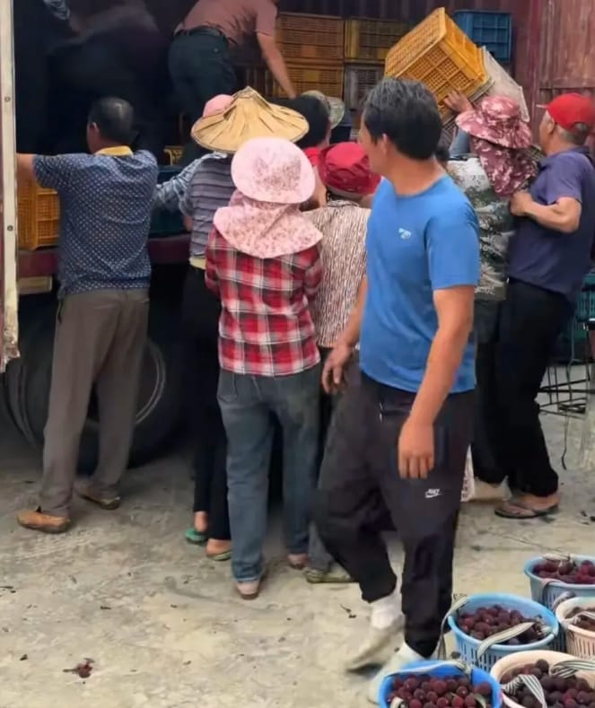 福建漳州龍海區的果農將採收的楊梅抬上貨車。&nbsp;&nbsp;&nbsp;圖 : 翻攝自每日人物