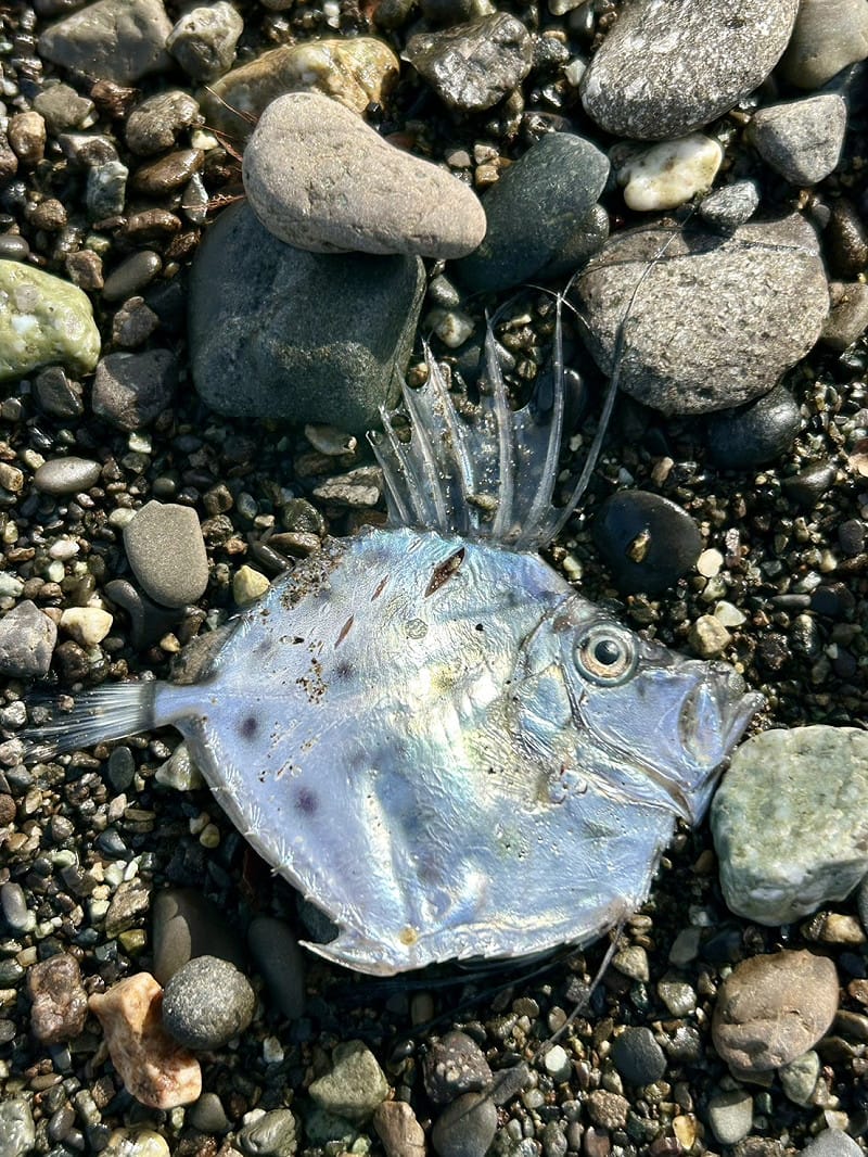 雨印鯛魚體高而側扁，背緣在眼上方凹入，腹緣圓弧形臀鰭棘3枚；體裸出，全身無鱗片，背鰭棘部基底有棘狀板。&nbsp;&nbsp;&nbsp;圖：翻攝自推特@natsukiaqa