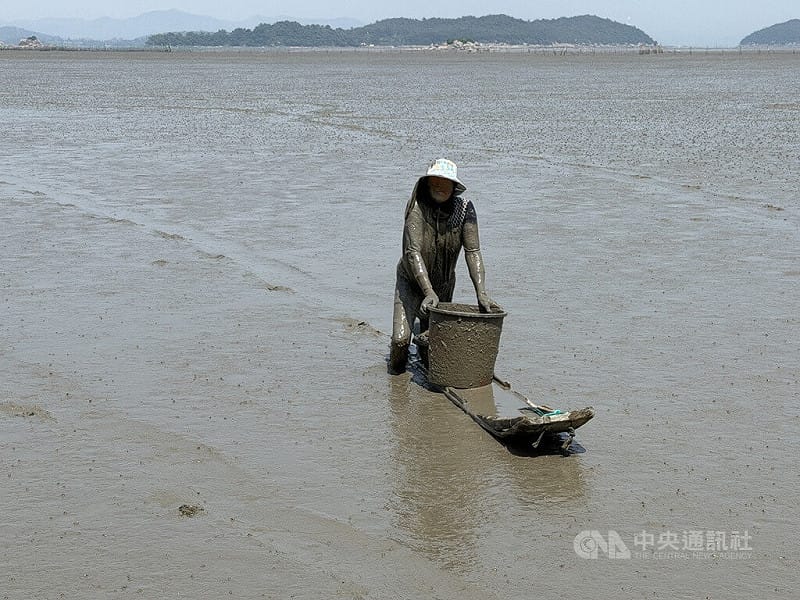 位於韓國全羅南道高興郡的竹岩里泥灘因為深厚泥灘環境，一般人難以踏入，船隻也無法駛入，因此發展出用泥灘木筏撈捕的傳統作業方式，採用全手工，避免機器捕撈小型生物。中央社記者楊啟芳高興郡攝 115年5月30日&nbsp;&nbsp;&nbsp;