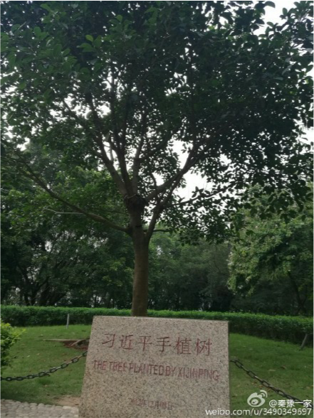 習近平當年在深圳蓮花山種下的一棵高山榕，如今已枝繁葉茂。近日在各地掀起參觀革命聖地的熱潮中，這裡也迎來了一批批的深圳市民。   圖：翻攝自微博