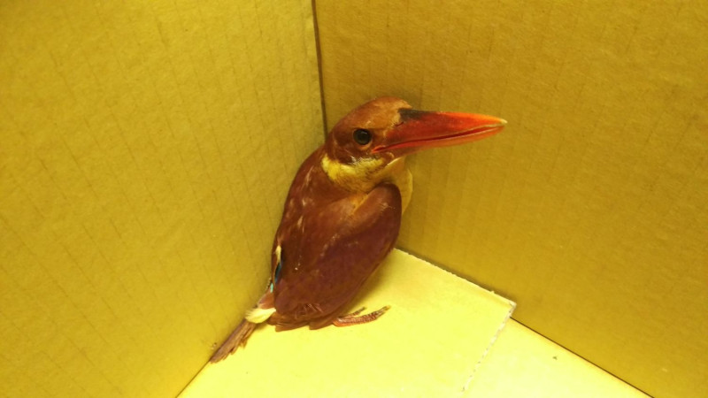 有「會飛的紅寶石」、「紅色法拉利」美稱的赤翡翠鳥，被救援送入動保處。   圖：翻攝新北市動保處網站