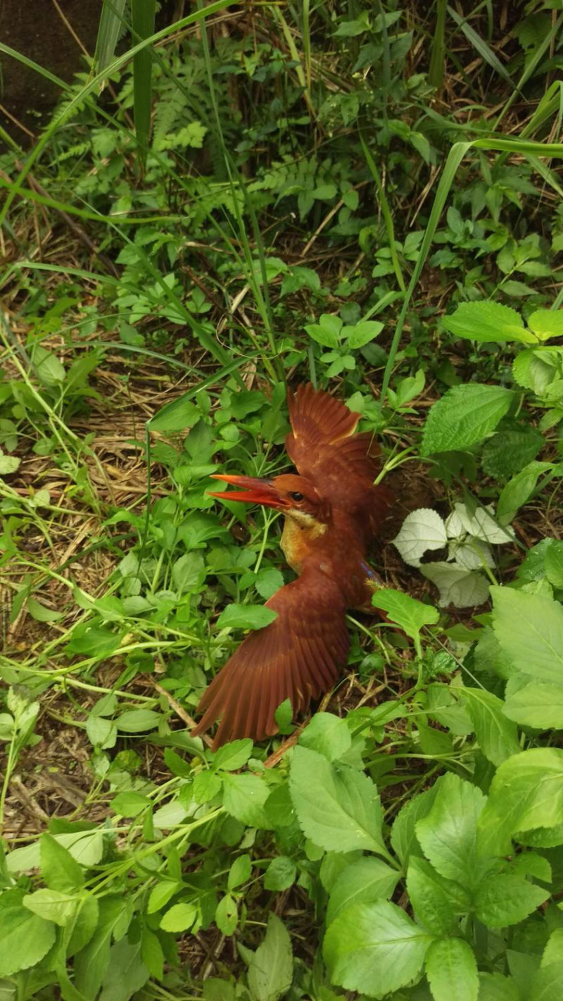赤翡翠鳥恢復健康後整理翅膀。   圖：翻攝新北市動保處網站