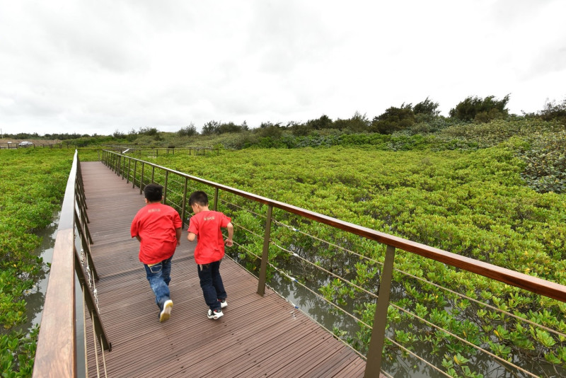 許厝港溼地棧道今日啟用，讓遊客能觀賞紅樹林生態，以及南遷過的候鳥。   圖 : 桃園市政府/提供