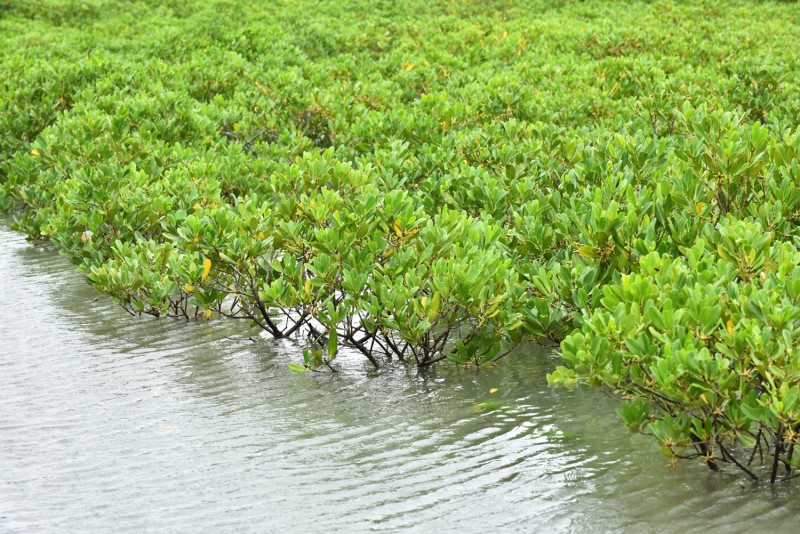 桃園許厝港濕地內具豐富的紅樹林生態，擁有茂盛的水筆仔。   圖 : 桃園市政府/提供