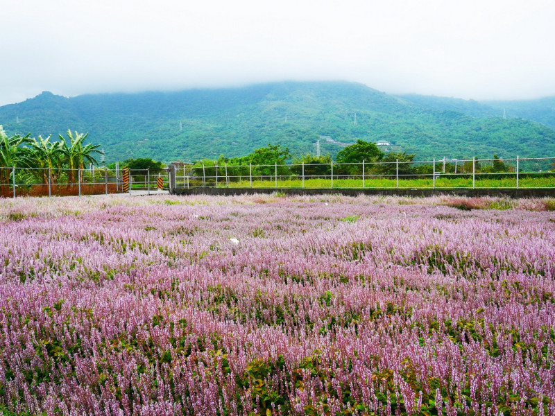 美麗開闊的仙草花田，放鬆療育身心好作物。   圖：農委會花蓮農改場提供