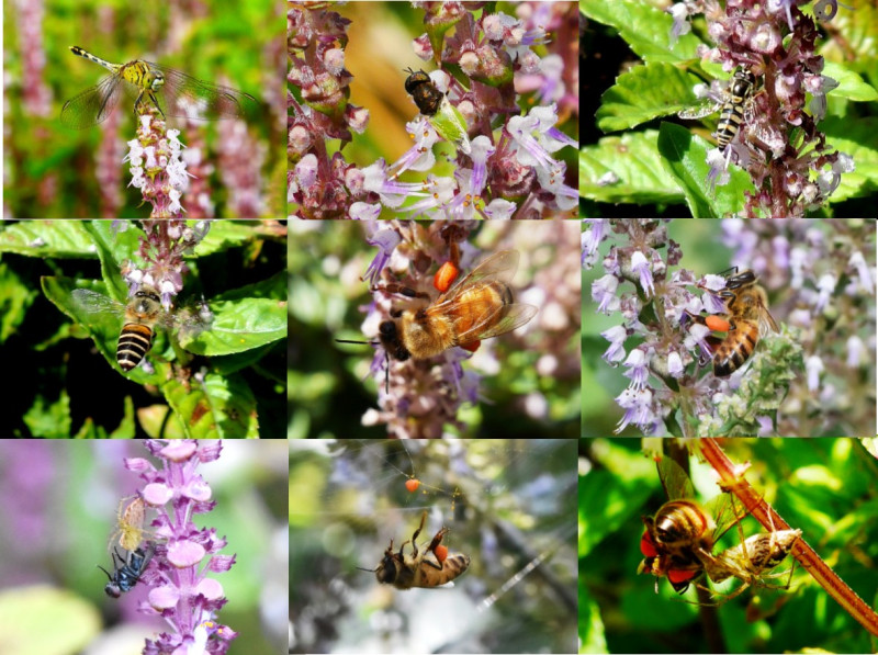 仙草開花不僅吸引成群的蜜蜂，其他昆蟲與蜘蛛也都來共襄盛舉。   圖：農委會花蓮農改場提供