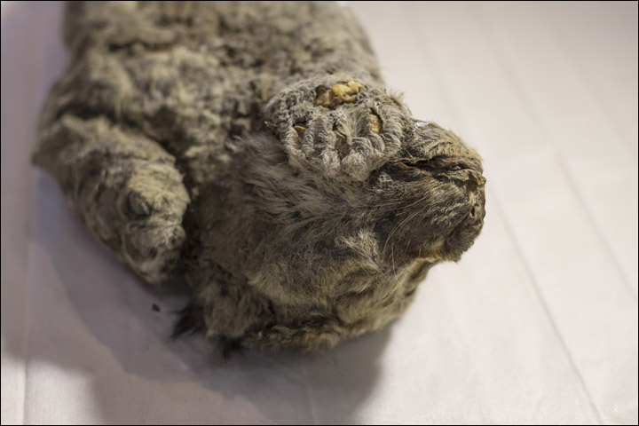俄羅斯西伯利亞雅庫特發現1隻深埋在河岸永凍土層的小穴獅，不但面部特徵清晰可見，連毛髮、鬍鬚都相當清楚。   圖：翻攝《西伯利亞時報》/Anastasiya Koryakina