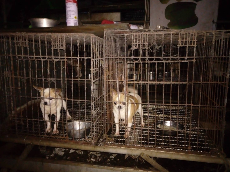 .動保處在三峽山區非法繁殖場，一舉起獲56隻品種犬，其中5隻慘遭割除聲帶。   圖 : 翻攝新北市動保處網站