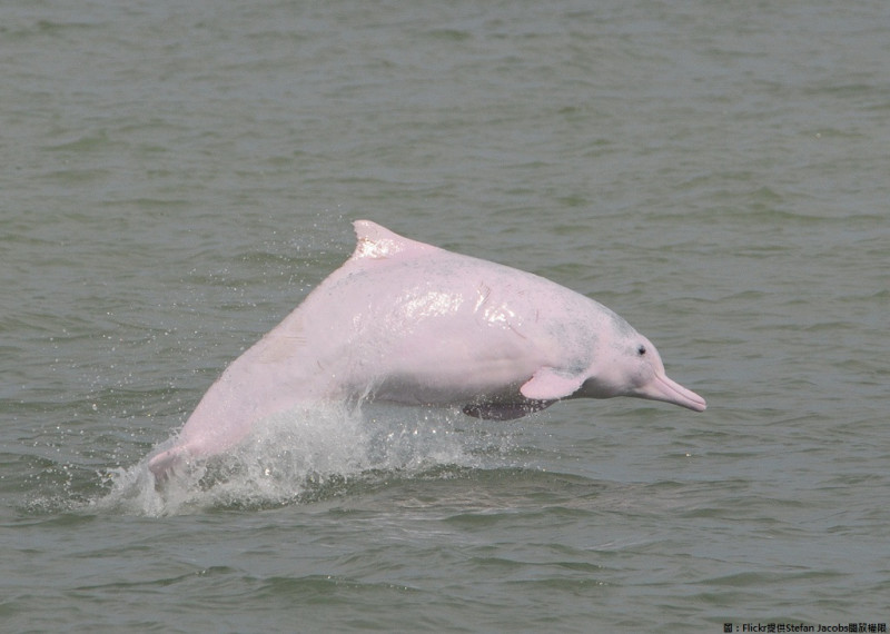 日前在大甲區海堤發現的海豚，經國立自然科學博物館鑑定為一級保育類野生動物的中華白海豚，雌性，約180公分，屬幼體階段。因長時間浸泡於海水，已產生嚴重死後變化及液化現象，無法判斷死亡原因。圖為中華白海豚。   圖：Flickr提供Stefan Jacobs開放權限