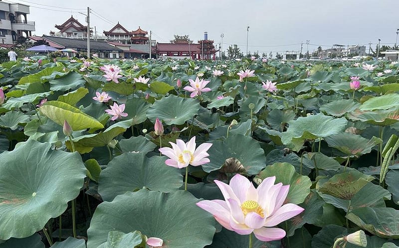 懶人包》賞蓮、看龍舟、逛市集！台南端午連假8大活動、優惠一覽