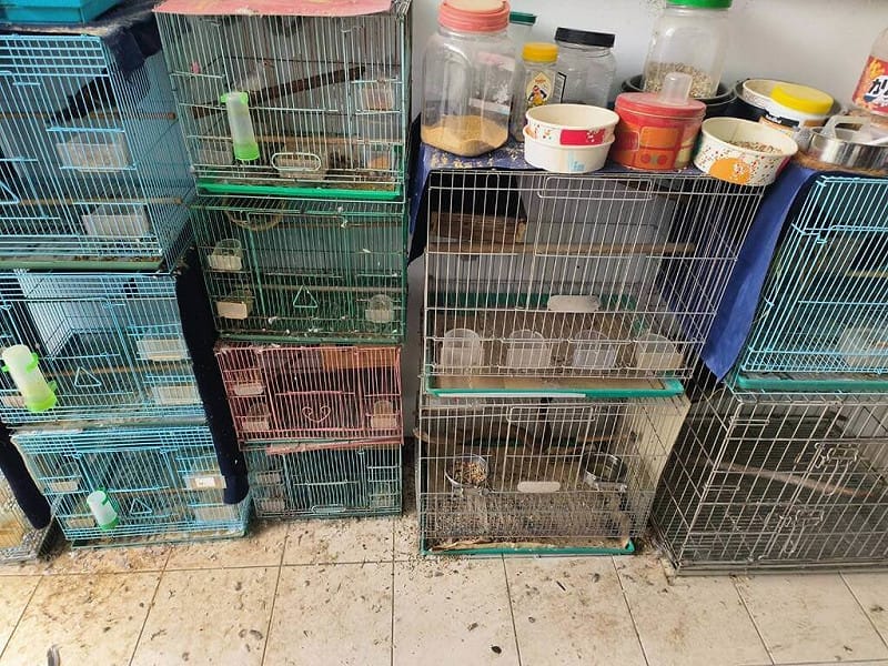 新北市鐘姓男子涉嫌違法捕捉豢養野生動物，保七總隊第五大隊接獲檢舉前往鐘男家中查緝，發現「紫嘯鶇」、「翠玉鳩」等野生鳥禽以及保育類台灣領角鴞都被拘禁在狹小籠中，除依法送辦，後續由新北市動保處照顧讓其回歸山林。（警方提供）中央社記者管瑞平傳真　115年6月23日&nbsp;&nbsp;&nbsp;