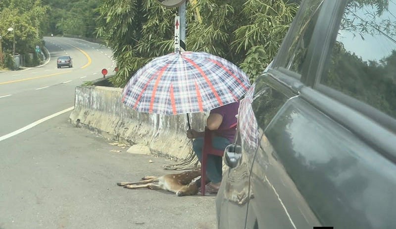 梅花鹿死於馬頭山道路旁，善心民眾撐傘防止曝曬。&nbsp;&nbsp;&nbsp;圖：取自馬頭山自然人文協會臉書
