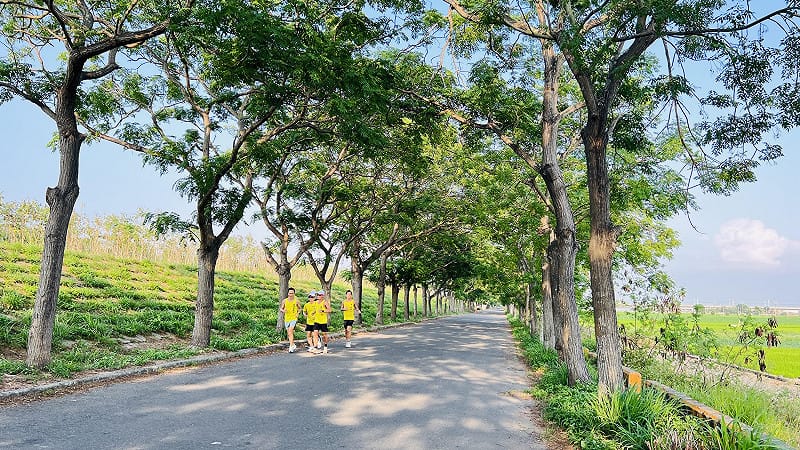 六腳苦楝樹綠色隧道。 嘉義縣府提供 六腳苦楝樹綠色隧道。 嘉義縣府提供