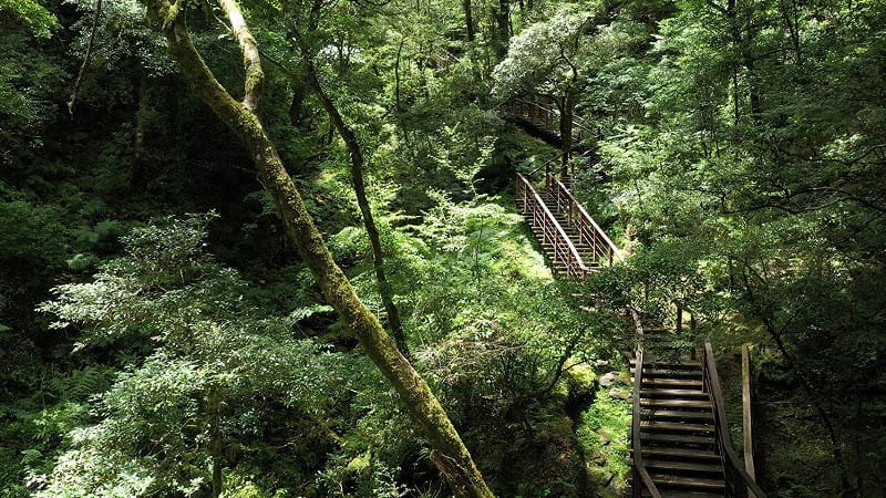 拉拉山國家森林遊樂區的巨木群步道。&nbsp;&nbsp;&nbsp;圖：新竹分署／提供