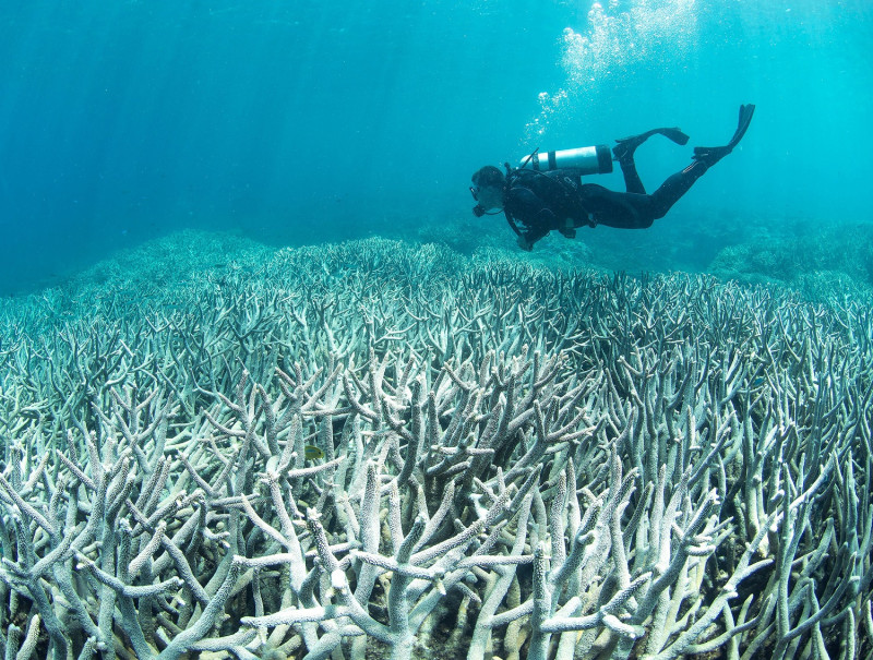在氣候變遷及遭受海星攻擊的影響下，大堡礁大面積珊瑚白化。   圖：翻攝自The Ocean Agency FB