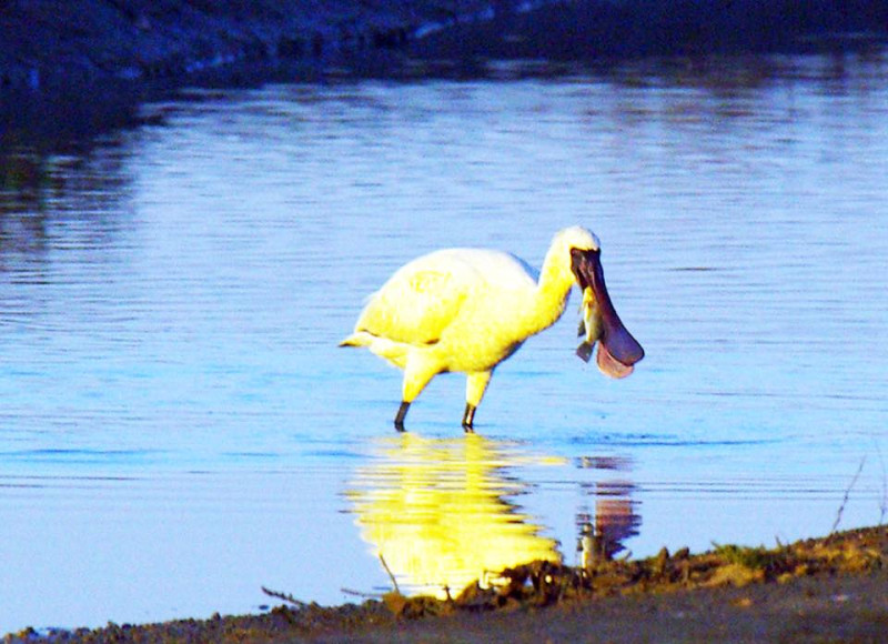 從照片來看連水面倒影也是金色的，真的像是金色的黑面琵鷺。   圖：照片取自網友鄭緯武FB