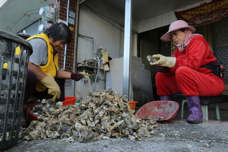牡蠣是嘉義縣的農業特產，產生的牡蠣殼如何處理，卻是一大問題。   圖 : 蔡易餘服務處/提供