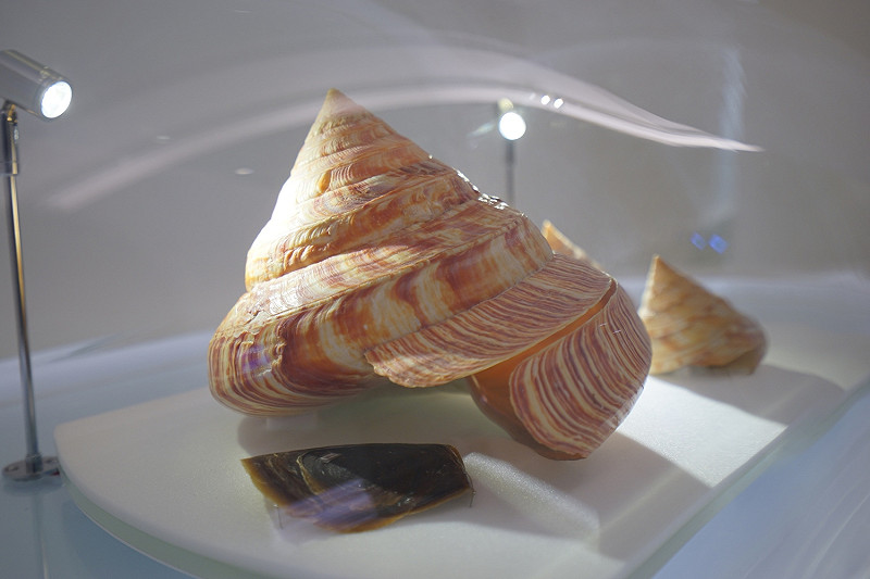 台博館「發現臺灣」常設展，圖為1960年代造成萬人空巷的深海珍寶「龍宮翁戎螺」&nbsp;&nbsp;&nbsp;圖:台博館／提供